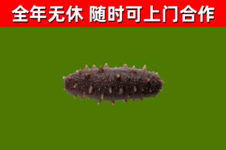 墨玉县回收海参干